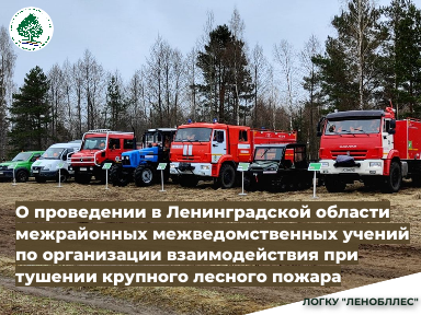 О проведении в Ленинградской области межрайонных межведомственных учений по организации взаимодействия  при тушении крупного лесного пожара
