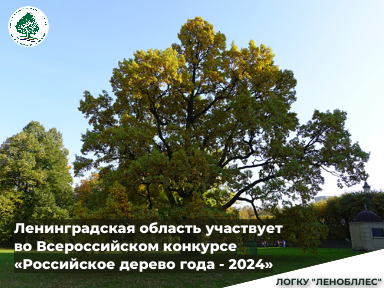 Ленинградская область участвует во Всероссийском конкурсе «Российское дерево года - 2024»