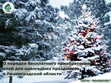 О порядке бесплатного приобретения елей для новогодних праздников в Ленинградской области
