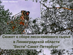 Сюжет о сборе лесосеменного сырья в Ленинградской области. "Вести"-Санкт-Петербург"