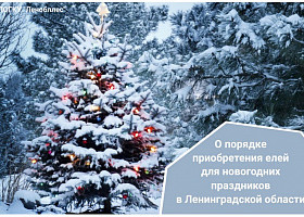 О порядке приобретения елей для новогодних праздников  в Ленинградской области