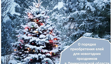 О порядке приобретения елей для новогодних праздников  в Ленинградской области