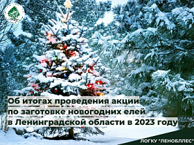 Более 26 тысяч новогодних елей в подарок от Ленинградской области