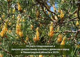 Об учете плодоношения и прогноз урожая семян основных древесных пород в Ленинградской области в 2022г.