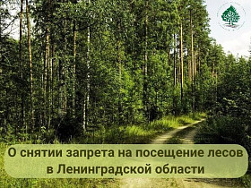 О снятии запрета на посещение лесов и  въезд в них транспортных средств
