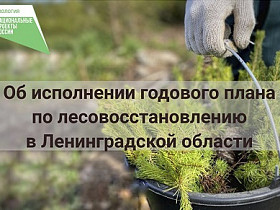Об исполнении годового плана по лесовосстановлению  в Ленинградской области