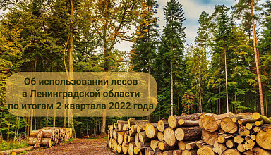 Об использовании лесов в Ленинградской области  по итогам 2 квартала 2022 года