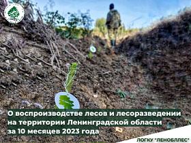 О воспроизводстве лесов и лесоразведении на территории Ленинградской области за 10 месяцев 2023 года