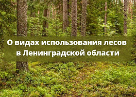 О видах использования лесов в Ленинградской области