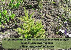 О проведении работ по агротехническим уходам за лесными культурами в Ленинградской области
