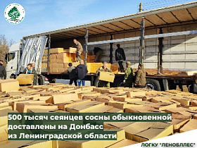500 тысяч сеянцев сосны доставлены на Донбасс из Ленобласти